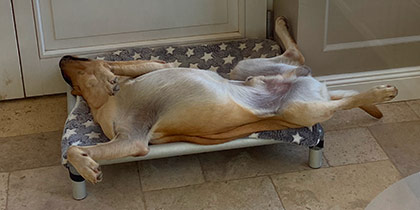 Greyhound bed clearance size